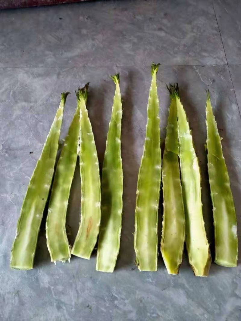 莴笋欢迎欢迎热烈欢迎欢迎欢迎热烈欢迎欢迎欢迎热烈欢迎欢迎