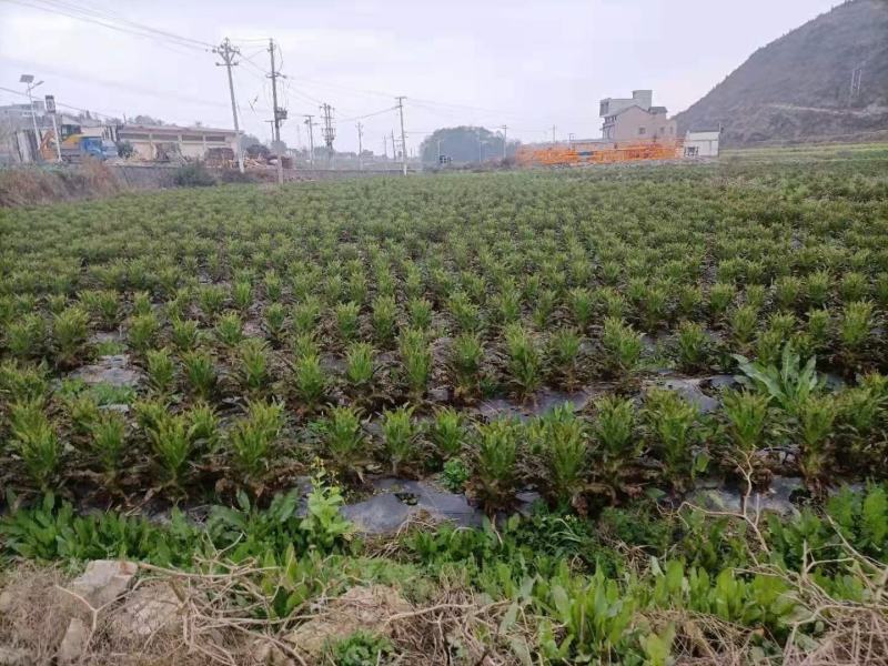 莴笋欢迎欢迎热烈欢迎欢迎欢迎热烈欢迎欢迎欢迎热烈欢迎欢迎