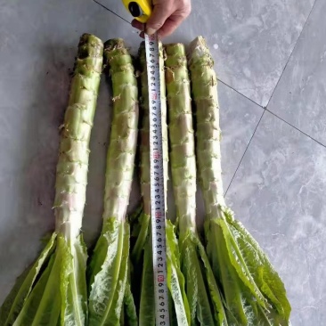 莴笋欢迎欢迎热烈欢迎欢迎欢迎热烈欢迎欢迎欢迎热烈欢迎欢迎