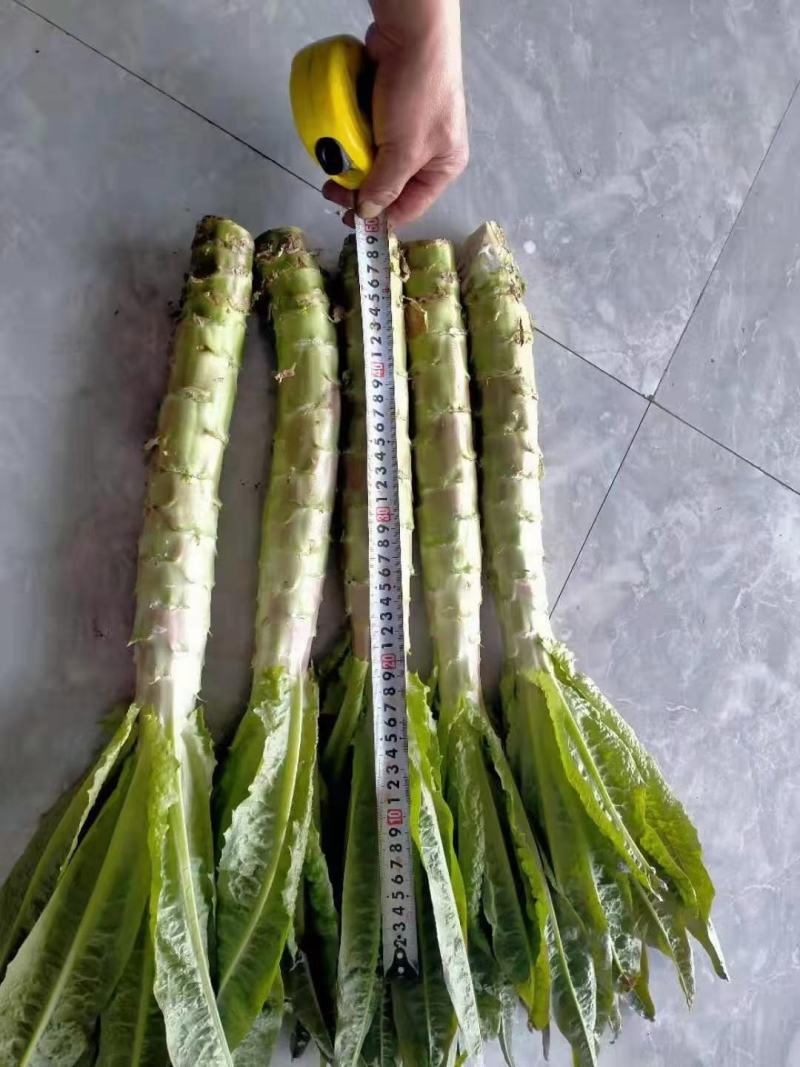 莴笋欢迎欢迎热烈欢迎欢迎欢迎热烈欢迎欢迎欢迎热烈欢迎欢迎