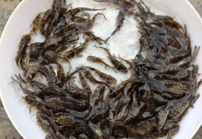 黄骨鱼苗、优质黄颡鱼、杂交鱼苗快大好养渔场直发