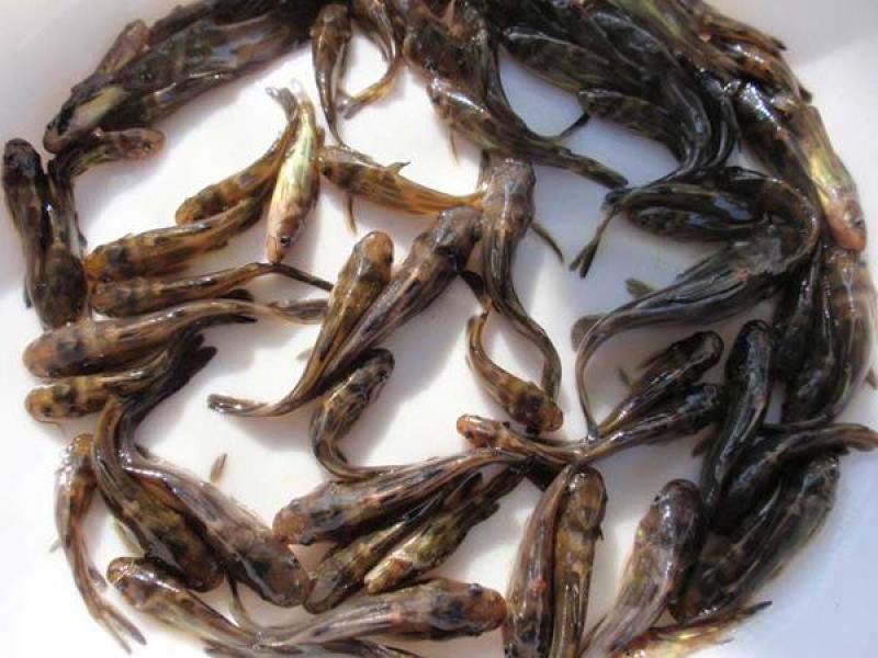黄骨鱼苗、优质黄颡鱼、杂交鱼苗快大好养渔场直发