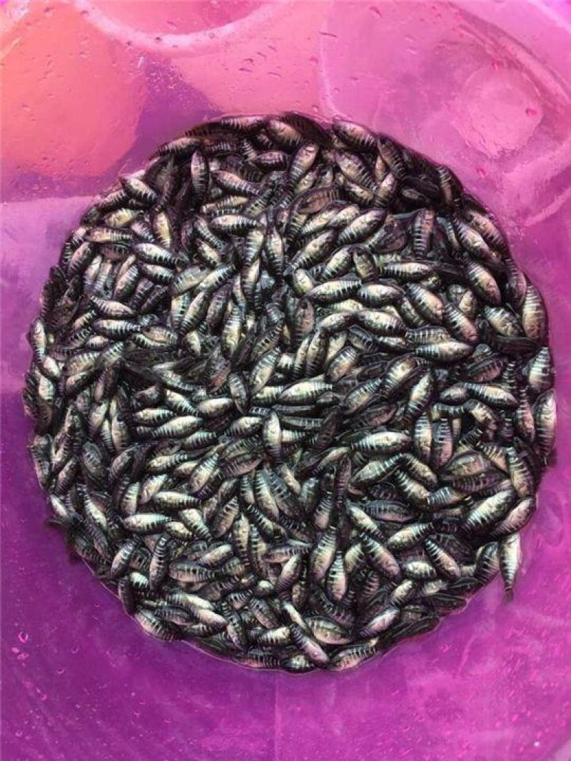 石斑鱼苗、淡水石斑鱼苗、青斑下单多送10%