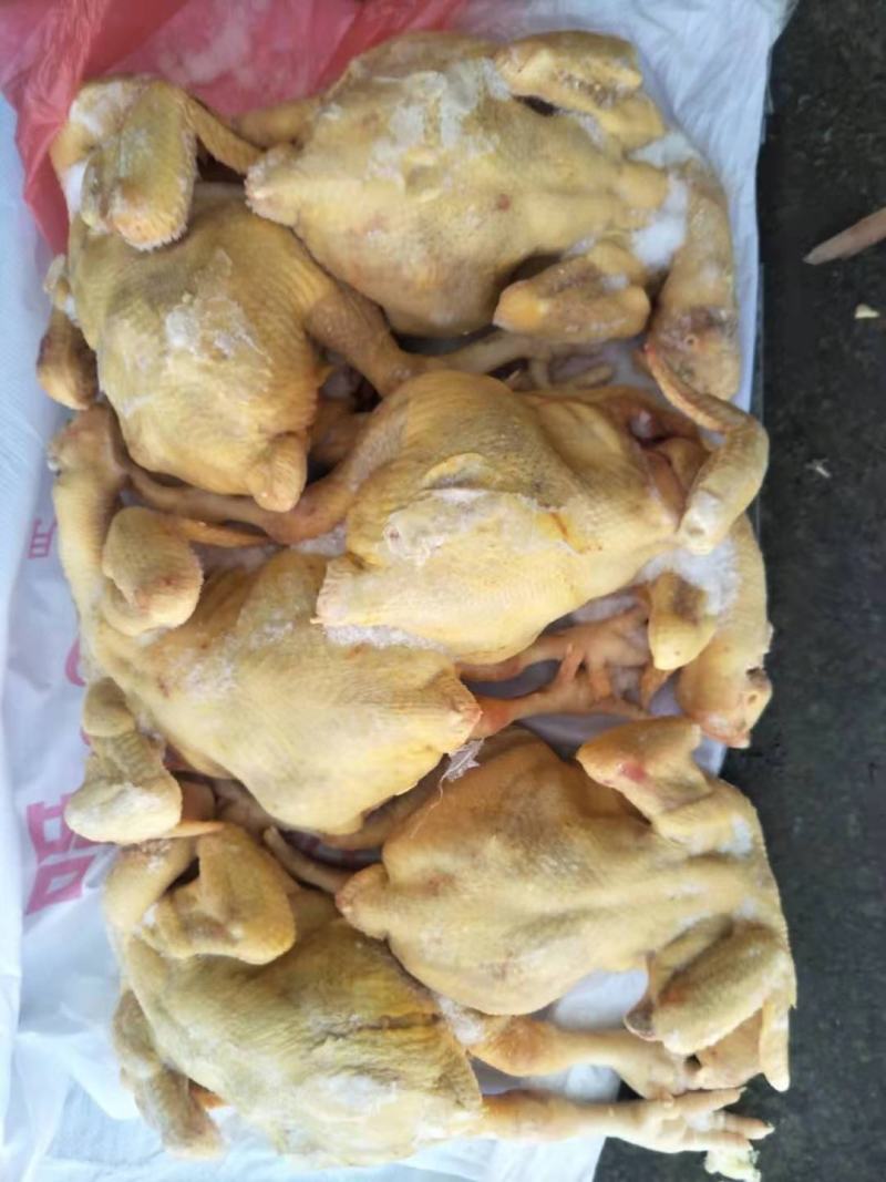 种母鸡，三黄鸡，白条鸡。肉食鸡，老母鸡，适合电商批发加工