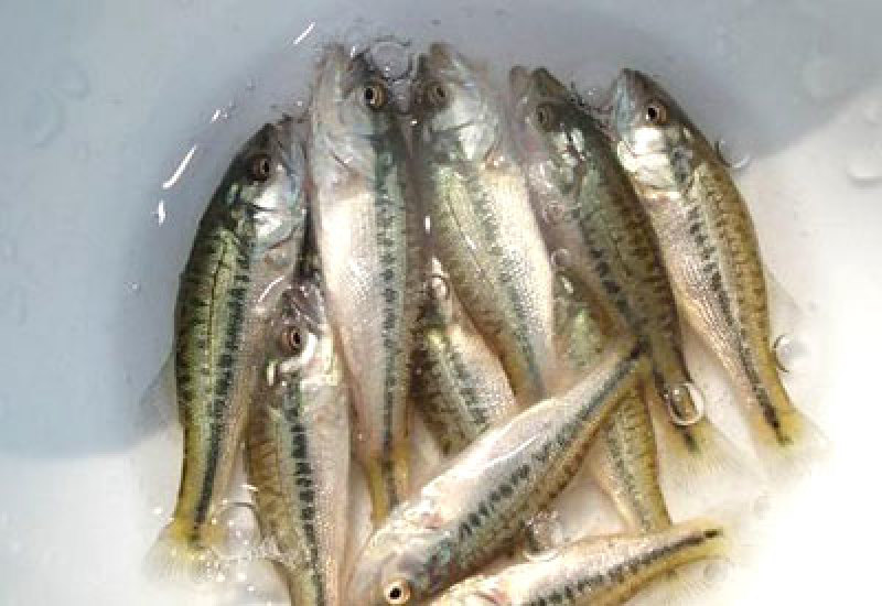 鲈鱼苗、优质加州鲈鱼苗、渔场直发下单多送10%欢迎订购