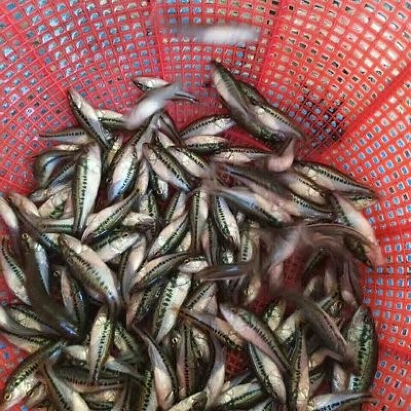 鲈鱼苗、优质加州鲈鱼苗、渔场直发下单多送10%欢迎订购