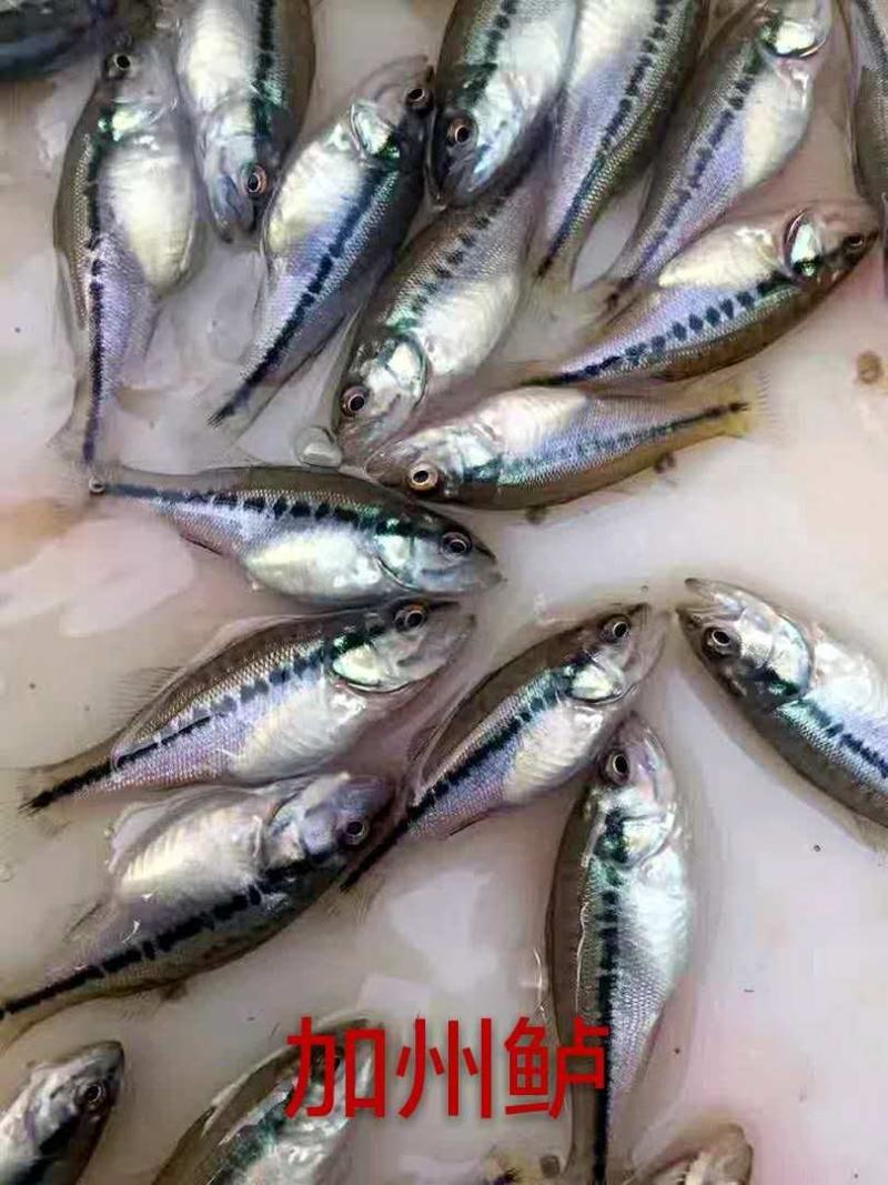 鲈鱼苗、优质加州鲈鱼苗、渔场直发下单多送10%欢迎订购