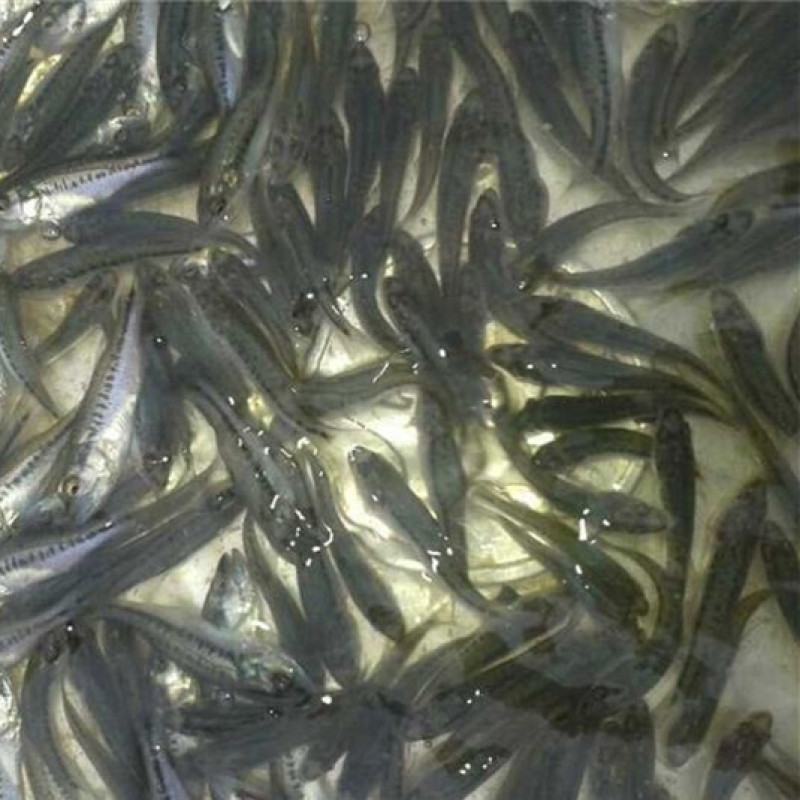 鲈鱼苗、优质加州鲈鱼苗、渔场直发下单多送10%欢迎订购