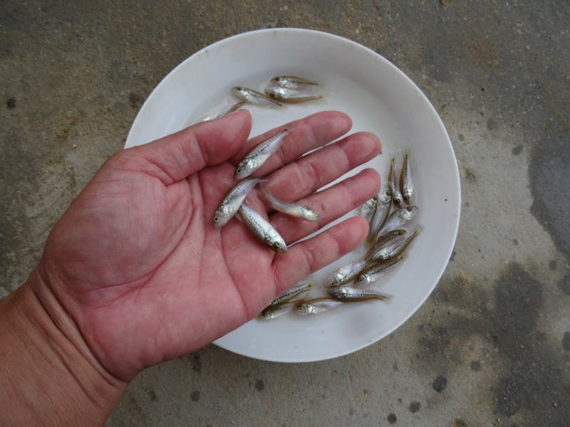 鲈鱼苗、优质加州鲈鱼苗、渔场直发下单多送10%欢迎订购