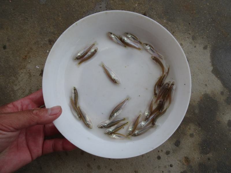 鲈鱼苗、优质加州鲈鱼苗、渔场直发下单多送10%欢迎订购