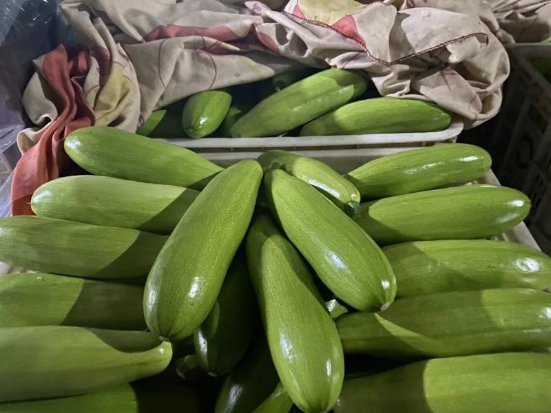 山东聊城绿皮西葫芦产地直供大量现货支持全国发货
