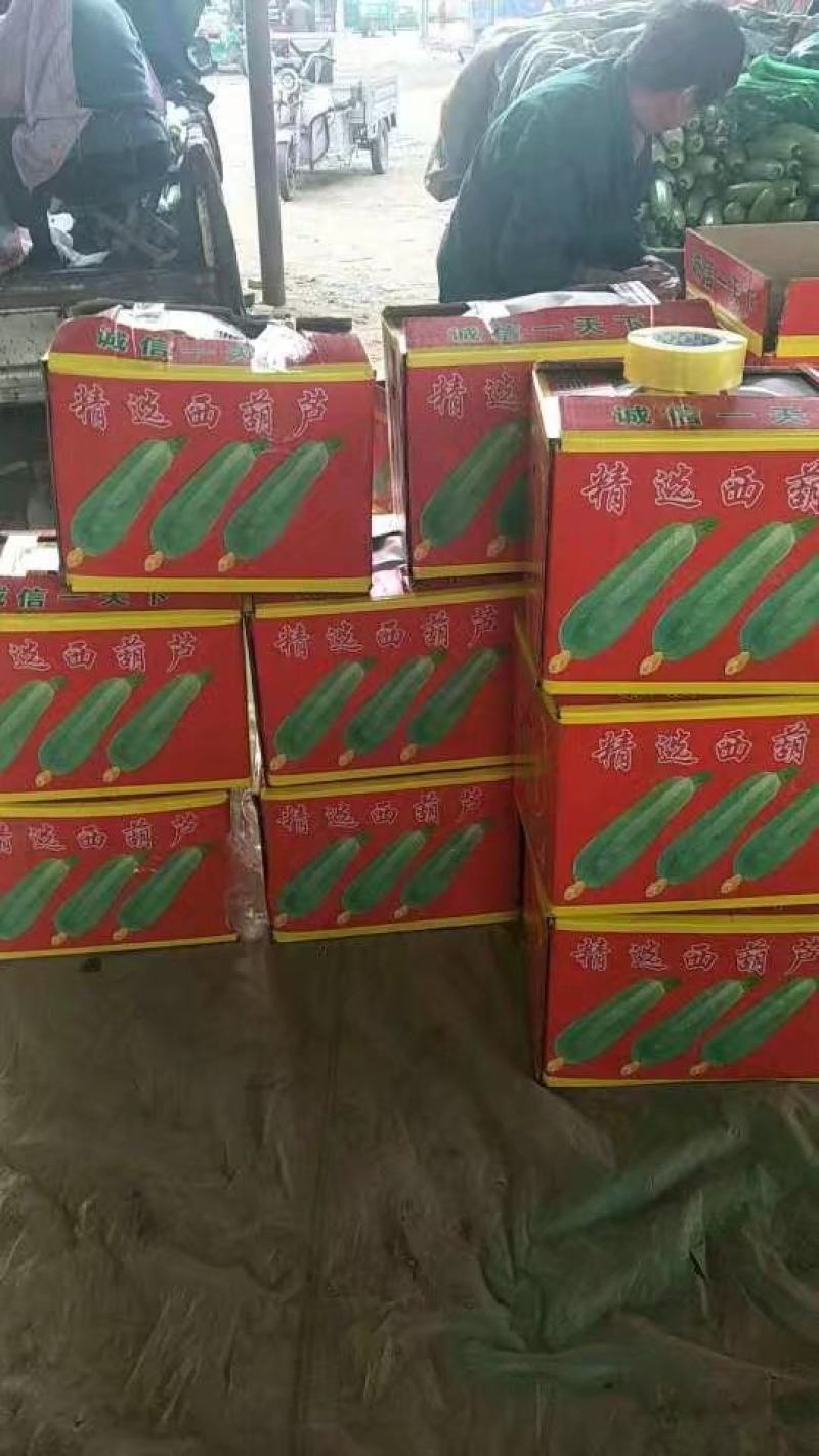 山东聊城绿皮西葫芦产地直供大量现货支持全国发货