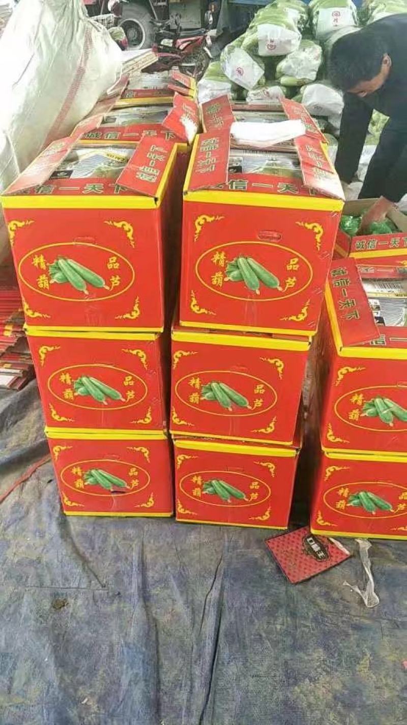 山东聊城绿皮西葫芦产地直供大量现货支持全国发货