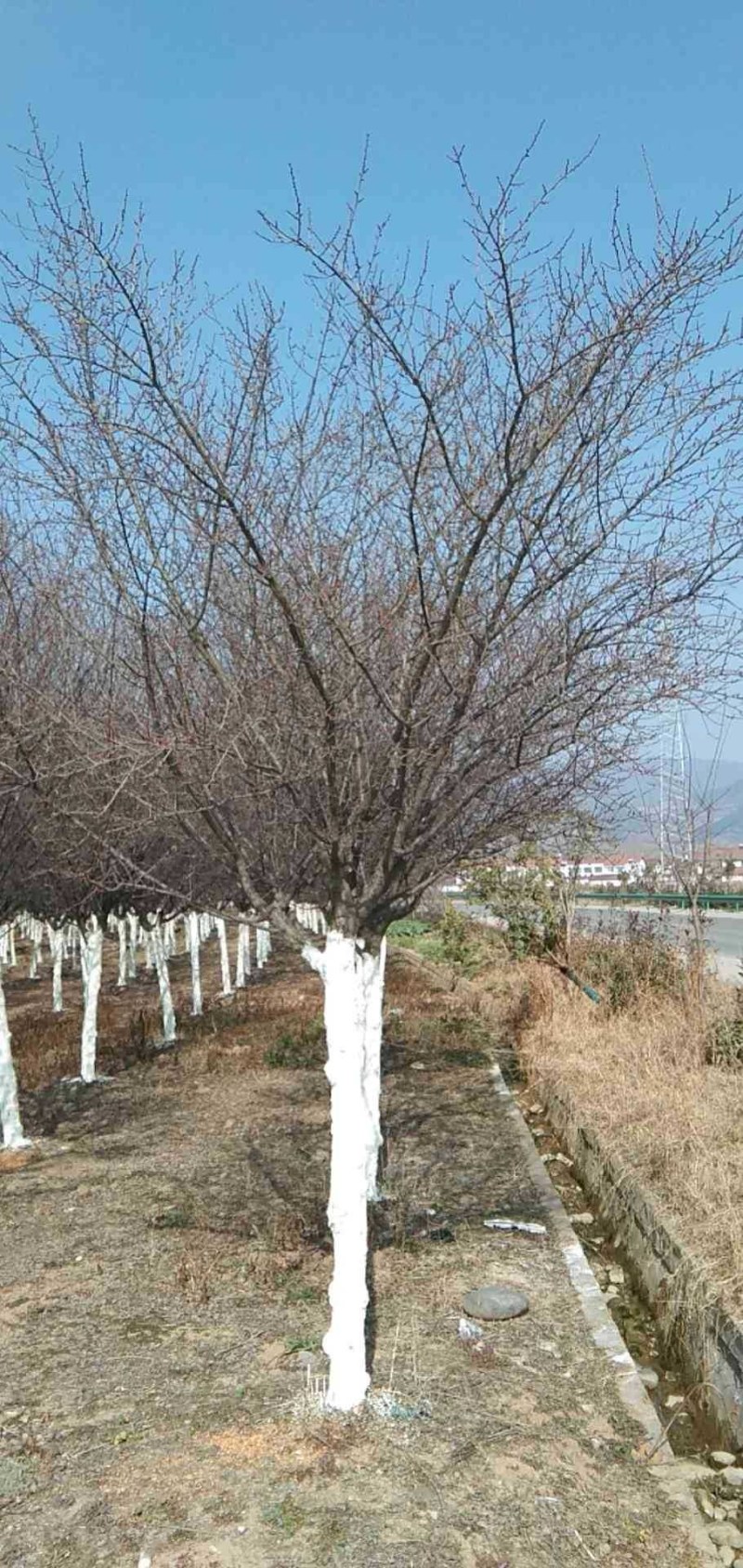 美人梅，冠幅流畅自然，质量如图，以质量求生存....