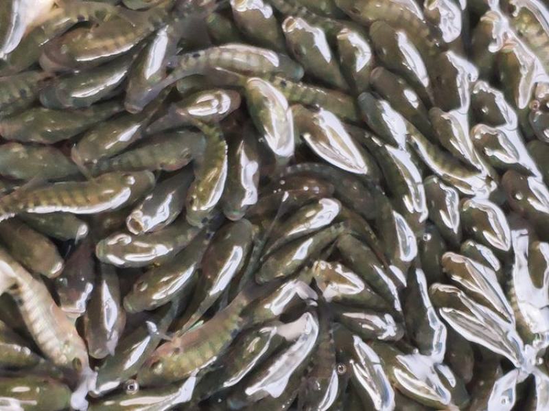 脆肉罗非鱼苗、大种罗非苗好养、快大适应强渔场直发