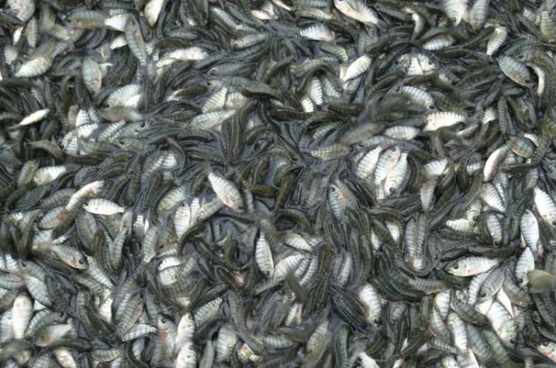 脆肉罗非鱼苗、大种罗非苗好养、快大适应强渔场直发