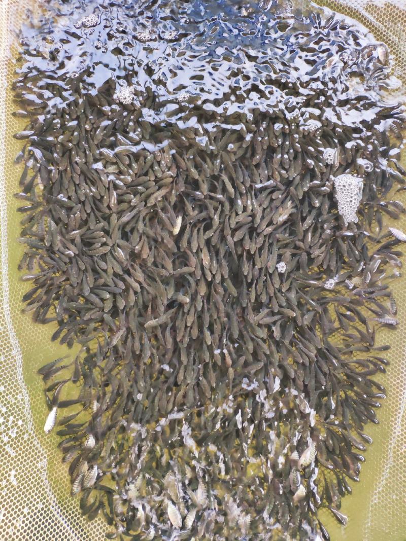 脆肉罗非鱼苗、大种罗非苗好养、快大适应强渔场直发