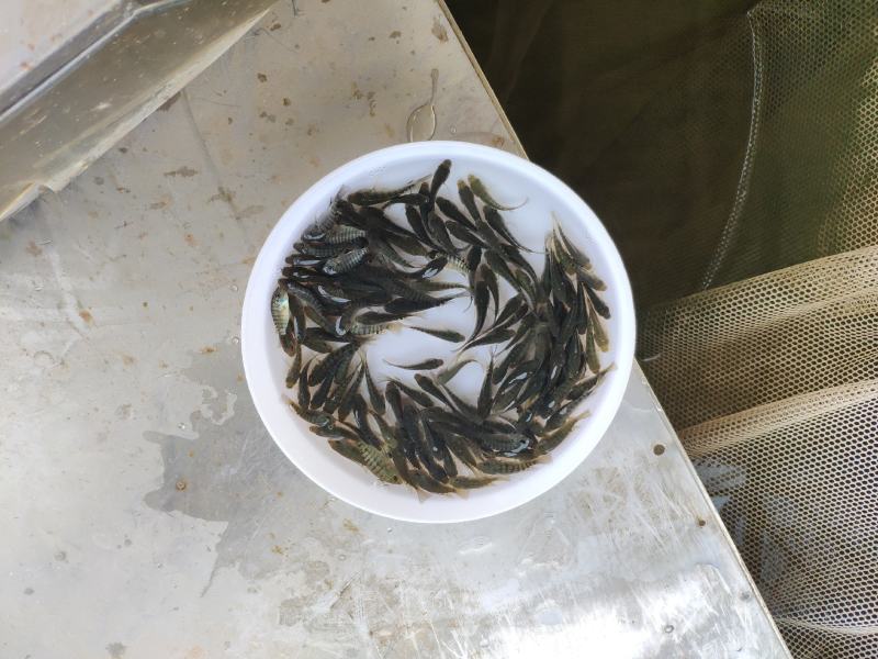 脆肉罗非鱼苗、大种罗非苗好养、快大适应强渔场直发