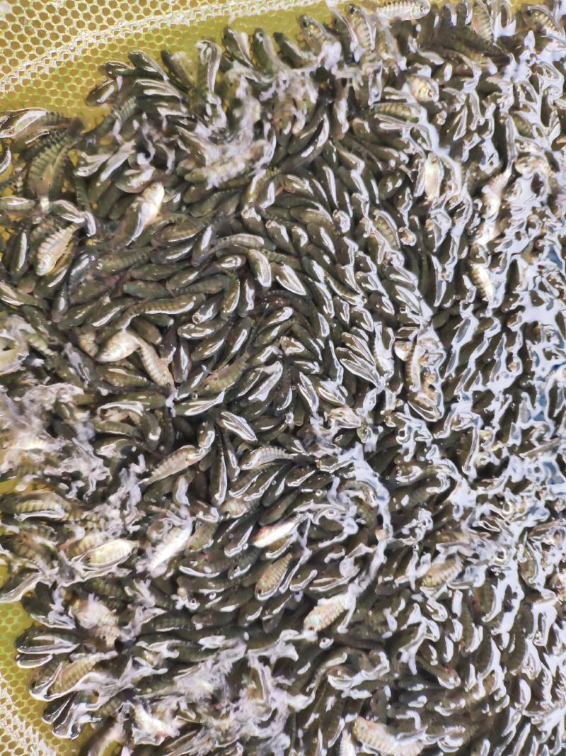 脆肉罗非鱼苗、大种罗非苗好养、快大适应强渔场直发