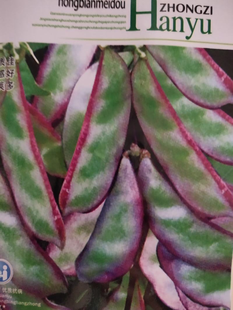 红边眉豆种子，早熟品种，厚肉型耐热优质，深紫红色，