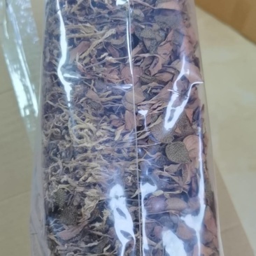组培金线莲红霞干品。