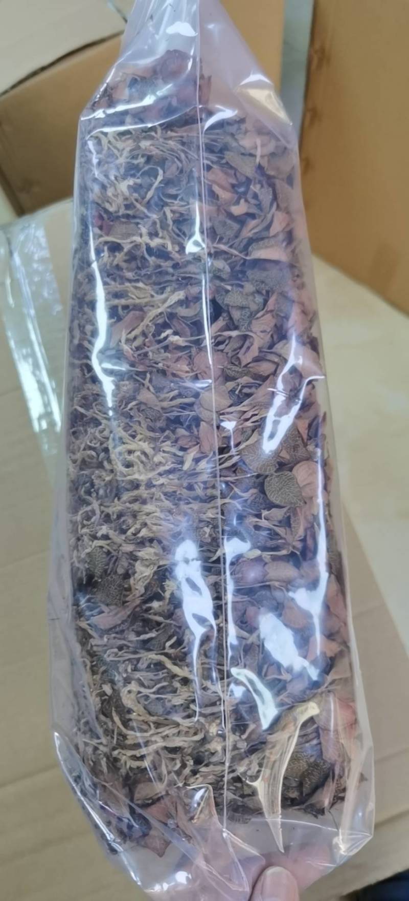 组培金线莲红霞干品。