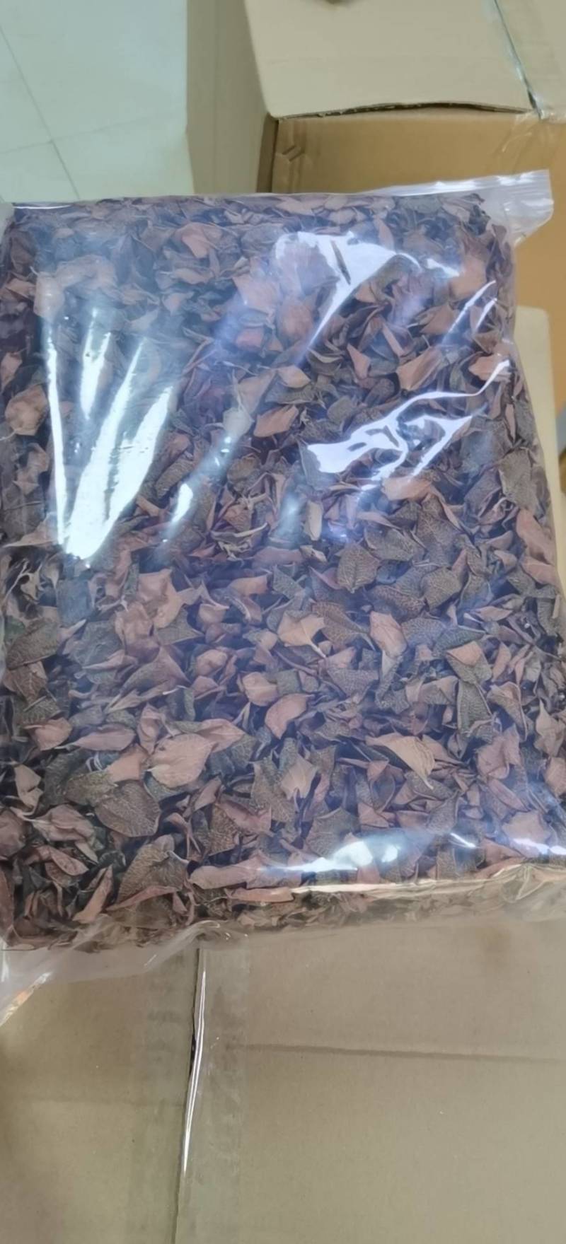 组培金线莲红霞干品。
