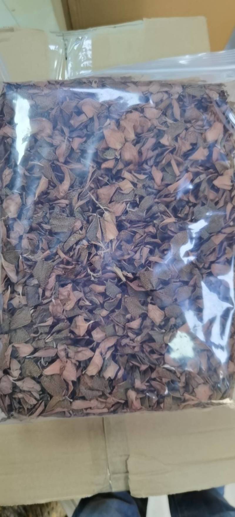 组培金线莲红霞干品。