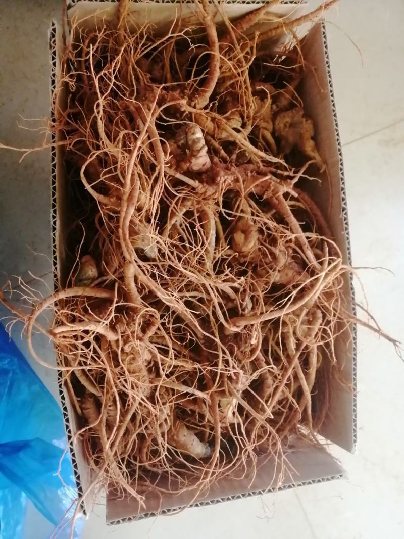 云南文山特产鲜三七正宗三年，四年鲜三七泡酒炖汤好料