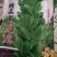 黑芝麻种子，优质高产，高油，不倒伏