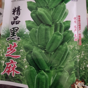 黑芝麻种子，优质高产，高油，不倒伏
