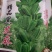 黑芝麻种子，优质高产，高油，不倒伏