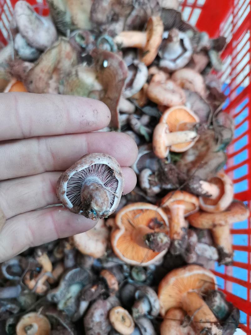 松树菌，产地一手货源