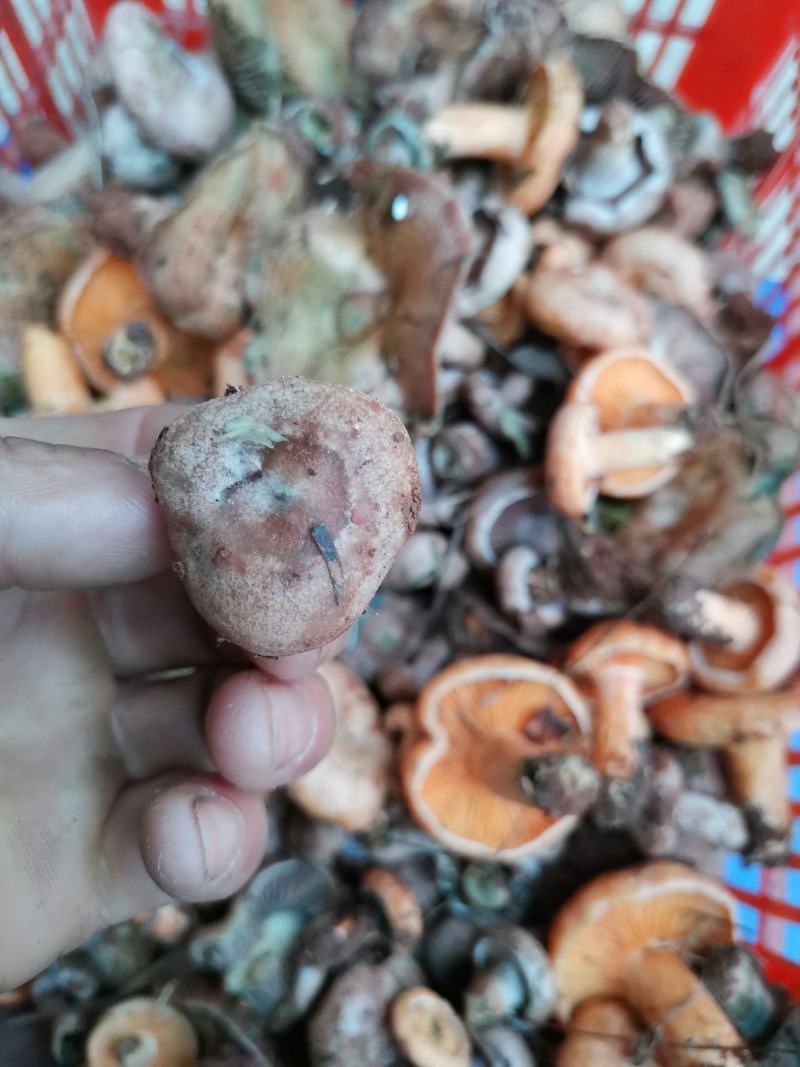 松树菌，产地一手货源
