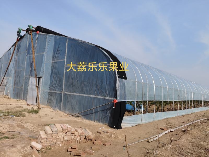 陕西大荔温室大棚蟠桃系列3-3四月上市冷棚露天接茬