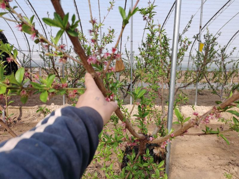 陕西大荔温室大棚蟠桃系列3-3四月上市冷棚露天接茬