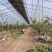 陕西大荔温室大棚蟠桃系列3-3四月上市冷棚露天接茬