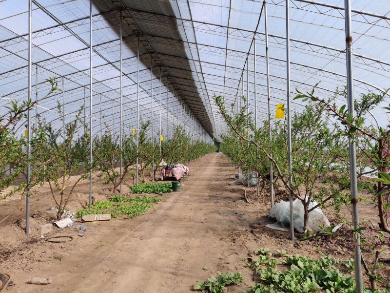 陕西大荔温室大棚蟠桃系列3-3四月上市冷棚露天接茬