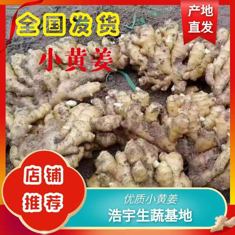 小黄姜生姜，一件代发电商，团购，现挖现发，支持全国发货