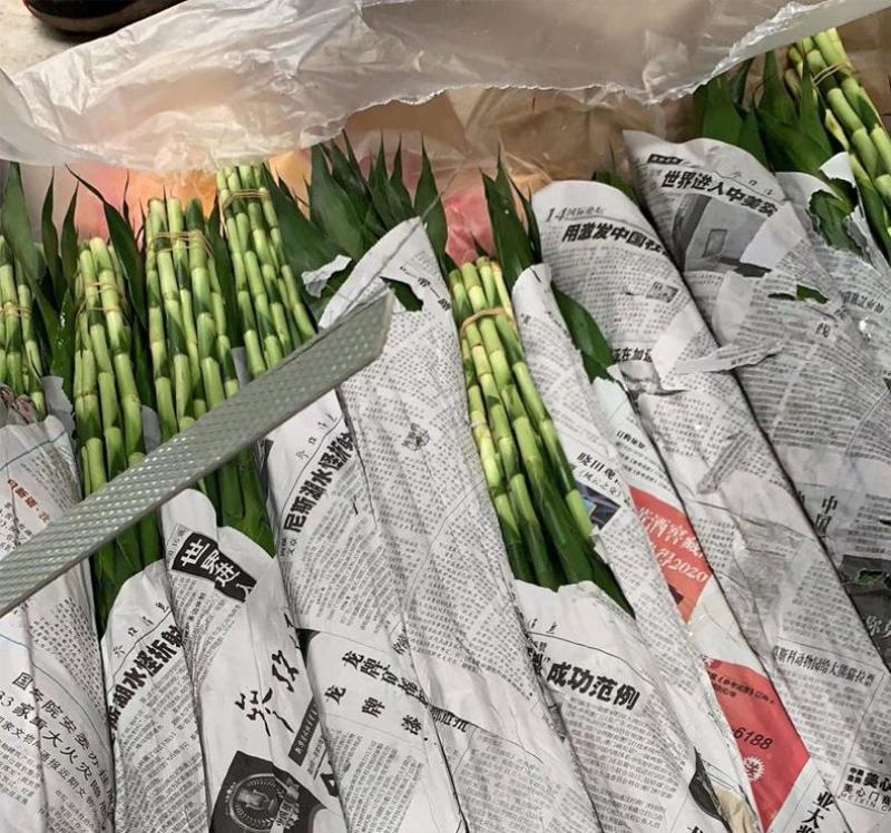 富贵竹中号水培植物盆栽植物室内绿植花卉四季好养水养