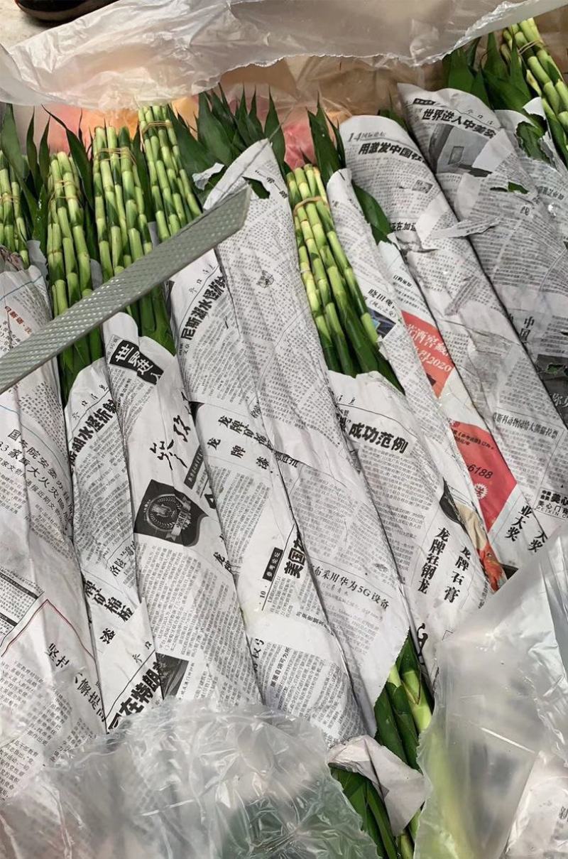 富贵竹中号水培植物盆栽植物室内绿植花卉四季好养水养