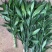 富贵竹中号水培植物盆栽植物室内绿植花卉四季好养水养