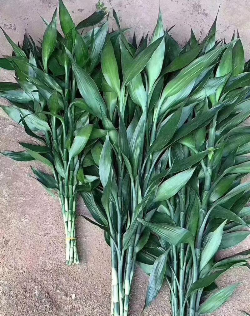 富贵竹中号水培植物盆栽植物室内绿植花卉四季好养水养
