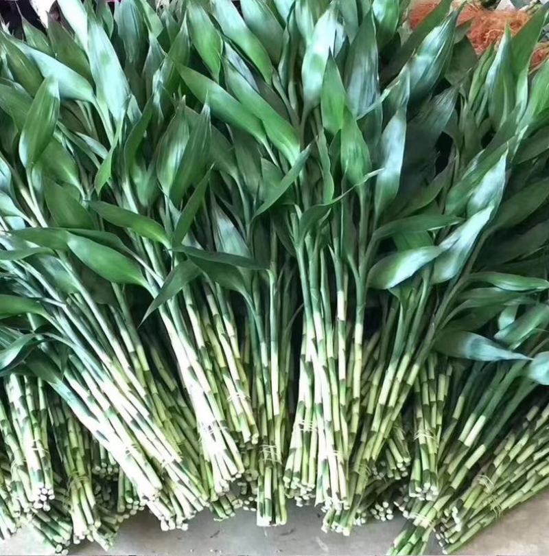 富贵竹中号水培植物盆栽植物室内绿植花卉四季好养水养
