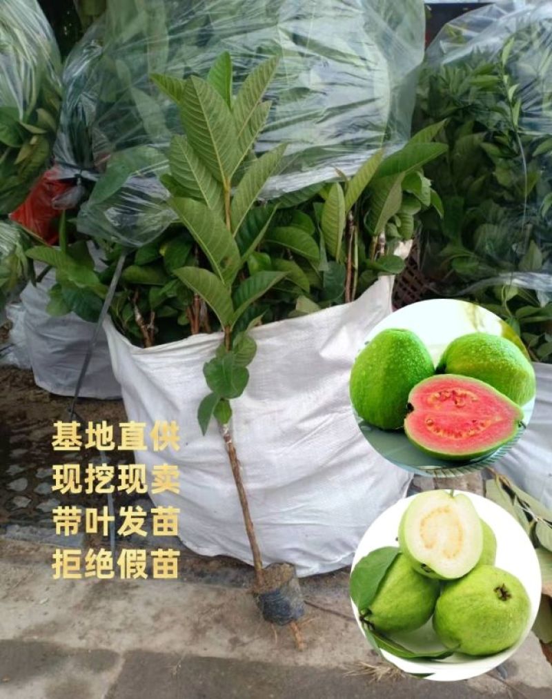 番石榴又名珍珠巴乐，白心！红宝石！各类品种！小袋苗…