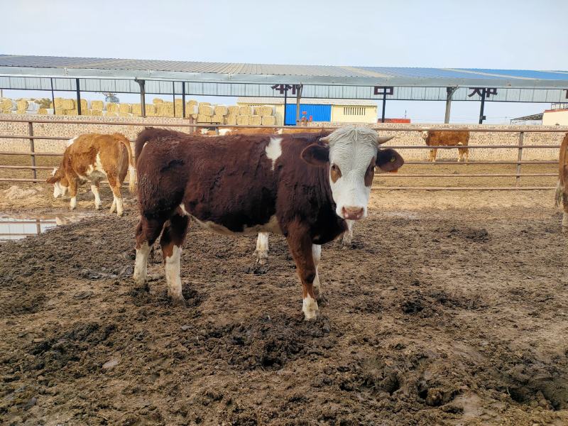 【活牛】鲁西黄牛改良肉牛犊鲁西黄牛活体牛犊山西养牛场