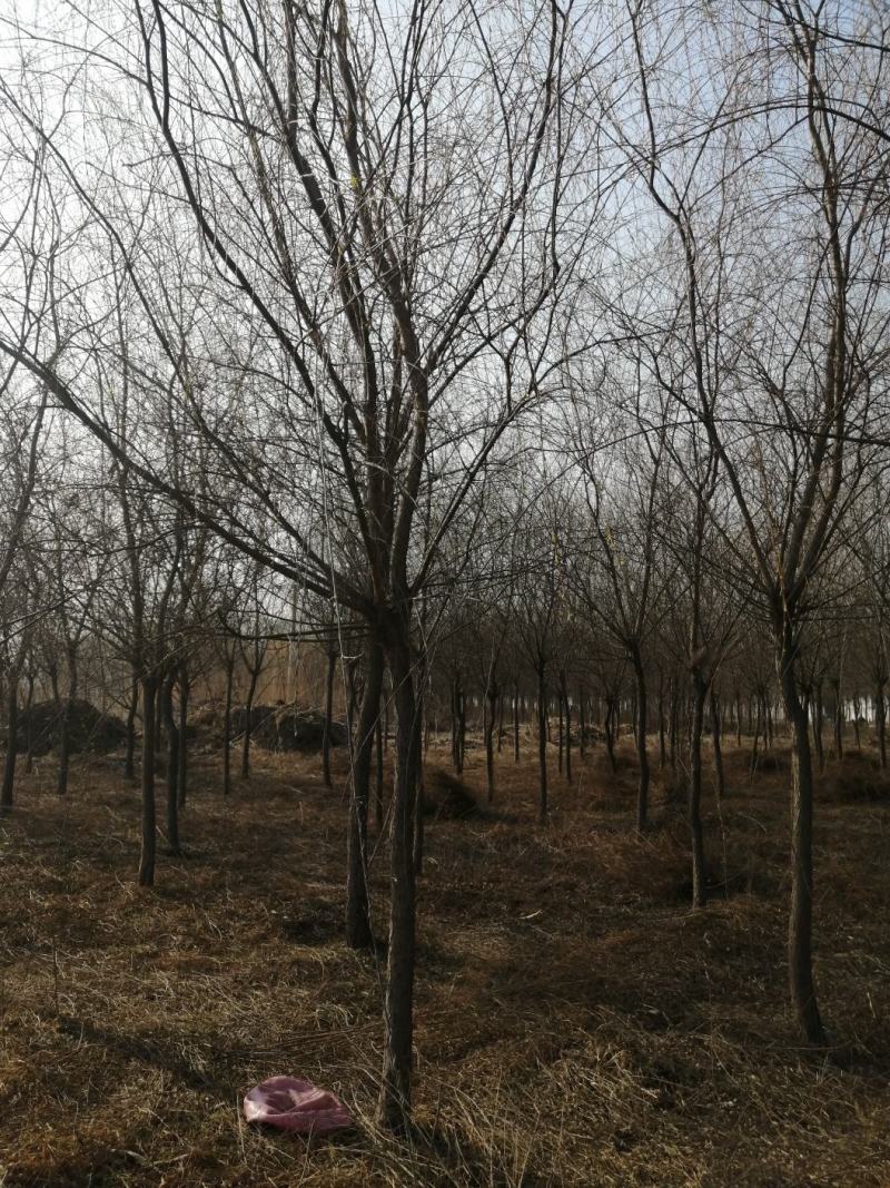 垂柳8-18公分规格大量供应，苗圃直销