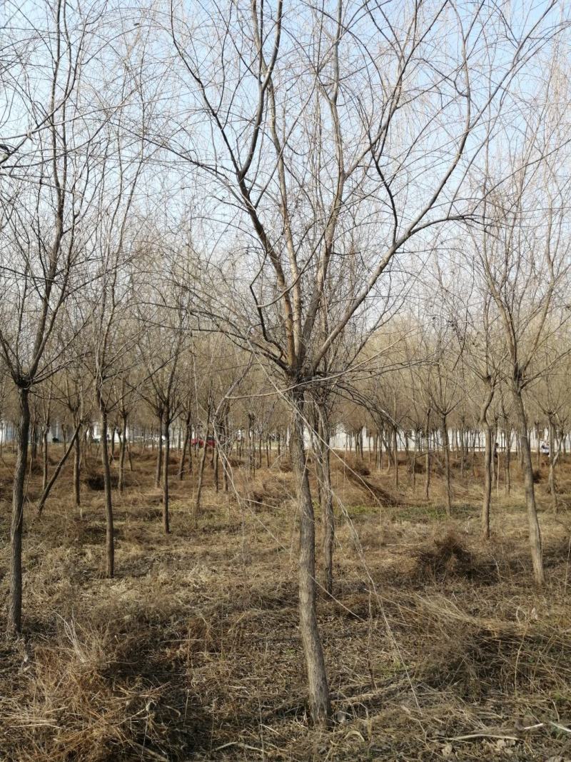 垂柳8-18公分规格大量供应，苗圃直销