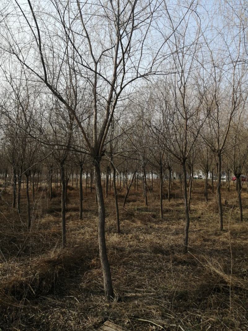 垂柳8-18公分规格大量供应，苗圃直销
