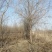 垂柳8-18公分规格大量供应，苗圃直销